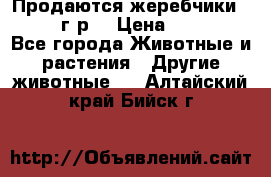 Продаются жеребчики 14,15 16 г.р  › Цена ­ 177 000 - Все города Животные и растения » Другие животные   . Алтайский край,Бийск г.